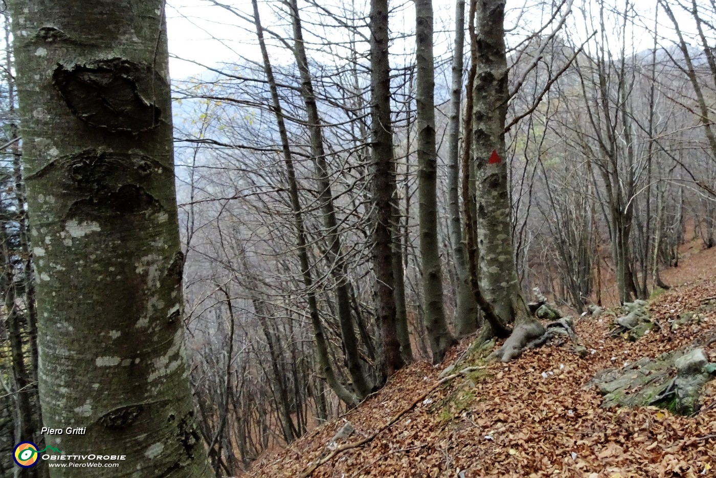 93 Scendo nella faggetta su tappeto di foglie seguendo per bene i bolli rossi .JPG